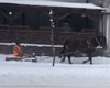 На Львовщине коммунальщик чистил снег с помощью коня (видео)