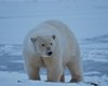 Переселение белых медведей в Антарктиду не спасет их от вымирания, - ученые
