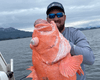 Розовый гигант: рыбак вытащил рекордного морского окуня с глубины 300 метров (фото)