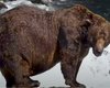 Самый толстый медведь мира: зверь с травмой челюсти победил с рекордным количеством голосов (видео)