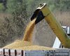 Стремясь обрести лидерство по экспорту зерна, Украина нацелилась на агрессивную политику на мировом рынке