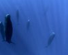 Необходим воздух, но и сон: как морские млекопитающие спят под водой (фото)