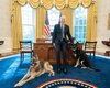 Собак президента США Джо Байдена вернут в Белый дом после инцидента с охранником
