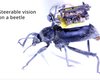 Инженеры из США собрали миниатюрную видеокамеру для жуков