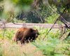 Популяция черных медведей в парке Йосемити увеличилась вчетверо, когда парк закрыли