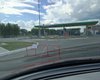 У Росії обмежили продаж бензину: проблеми вже фіксують у Москві та Петербурзі