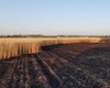 В Николаевской области горели 9,5 гектар пшеницы