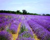Украинский Прованс: возле Львова откроется крупнейшее в стране поле лаванды