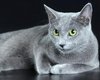 Справжні богатирі: топ-10 котів із міцним здоров'ям