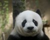 Самая знаменитая панда-долгожитель Китая празднует день рождения