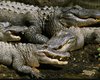 Несподіваний афродизіак. В Австралії вертоліт збудив 3000 крокодилів — вони влаштували оргію
