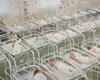 В отеле Киева содержат 46 младенцев от суррогатных матерей, которых не могут отдать иностранцам