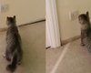 Странная "игра" кота возле розетки обернулась неожиданным открытием для женщины (видео)