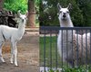 В Киевском зоопарке родилась лама. Назвали Белкой