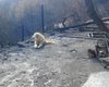 Собака месяц ждала хозяев на месте сгоревшего в калифорнийских пожарах дома