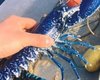 "Один на два миллиона": британский рыбак поймал редкого синего лобстера