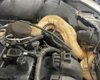 Жуткая находка: на СТО под капотом Ford обнаружили редкую змею (видео)