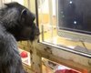 Шимпанзе научили играть в видеоигру