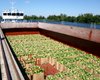 В этом году в Киев может прийти еще парочка барж с арбузами