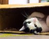 Ученые рассказали, почему кошки так любят сидеть в коробках