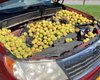 Белка превратила Subaru Forester в склад орехов на зиму (фото)