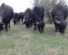В Одесской области стадо буйволов эвакуировали из экопарка из-за угрозы голода