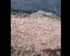 Невыносимое зловоние: пляж под Одессой укрыт тысячами дохлых рыб и креветок (видео)