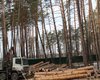 В Конча-Заспе под Киевом вырубили 9 га векового леса