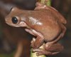 Ученые обнаружили в Новой Гвинее необычную "шоколадную лягушку"