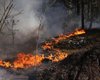Горит лес в Зоне отчуждения: пожар возле Чернобыля охватил более 1100 гектаров (видео)