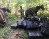 Контрабандисты использовали лошадей для провоза сигарет в Европу