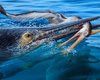 Трагичный момент застыл во времени: древних чудовищ обнаружили, пожирающими друг друга (фото)