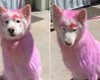 На вулиці помітили собаку з рожевою шерстю: що з нею сталося (фото)