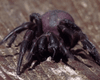 В Австралии ученые планируют "доить" смертельных пауков и лечить людей: подробности