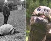 День народження найстарішої істоти на Землі: черепасі Джонатану 191 рік (фото)