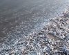 В Молочном лимане массово гибнет рыба