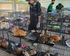 Во Вьетнаме спасли более 400 кошек от забоя и продажи на мясо