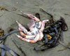 "Случилось страшное": На камчатский пляж выбросило тысячи морских животных