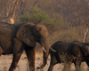 "Слонів більше, ніж необхідно": в Зімбабве збираються вбити 200 тварин, щоб нагодувати людей