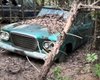 В лесу обнаружили заброшенную свалку с редкими ретроавто (видео)