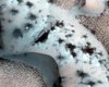 NASA показало странные особенности на Марсе, которые не похожи ни на что на Земле (фото)