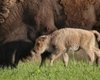 Один на миллион: в национальном заповеднике родился очень редкий бизон (фото)