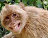 В Пакистане арестовали обезьяну за пересечение границы