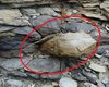 Самая известная история из Библии может подтвердиться: странные окаменелости находят по всему миру
