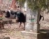 В Запорожской области свиньи разрыли кладбище и терроризируют село (видео)