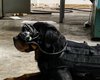 Армия США разрабатывает очки дополненной реальности для служебных собак