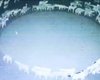 Вчені губляться у здогадах. У Монголії щось моторошне змусило овець ходити по колу десятки днів (відео)
