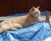 На Аляске пес напал на кота-мэра