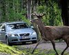 Volvo научит автомобили останавливаться перед дикими животными