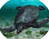 Триметровий Левіафан. Знайдено останки величезної морської черепахи, яка жила 83 млн років тому (фото)